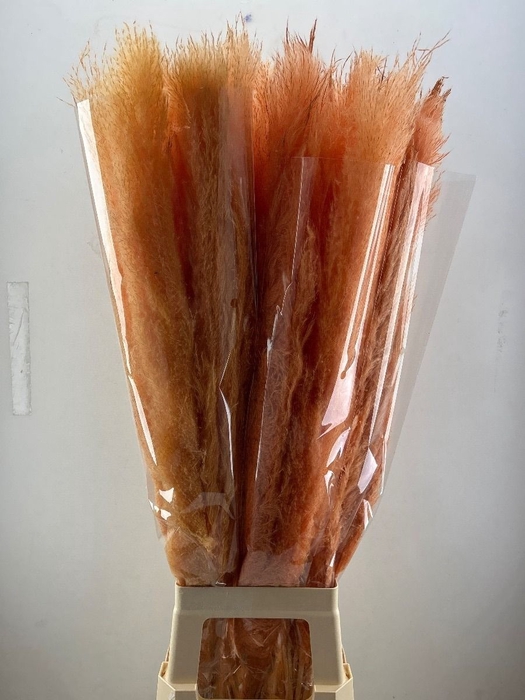 <h4>CORTA SELLOAN KLB H%</h4>