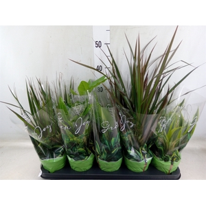 Planten Groen   ...mix  6