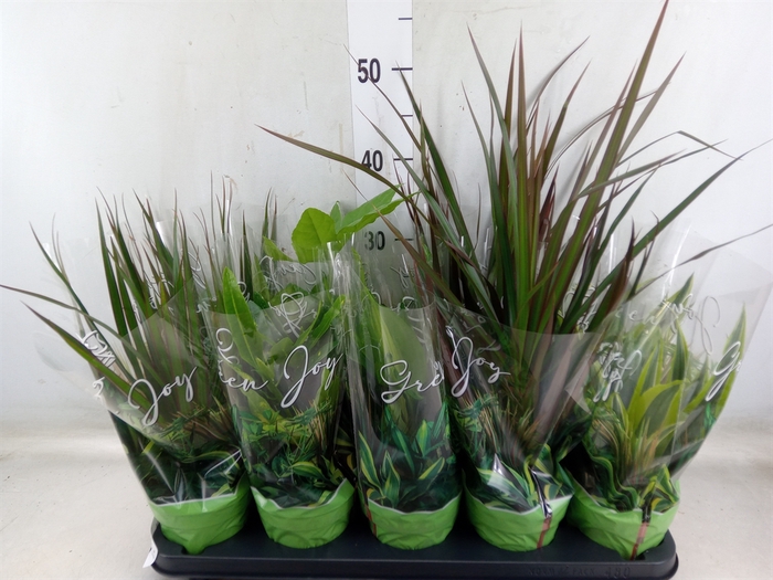 <h4>Planten Groen   ...mix  6</h4>