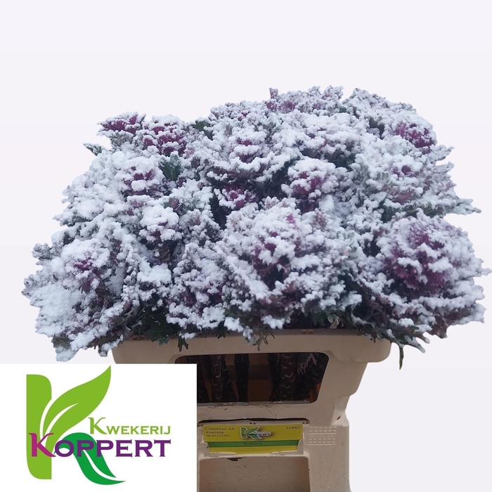 <h4>BRASS KLB H%</h4>