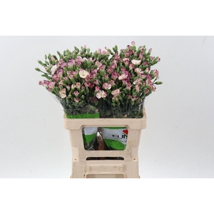 Dianthus TR 'Solomio Tino'
