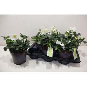 arr8 Hell Ni Chr Carol