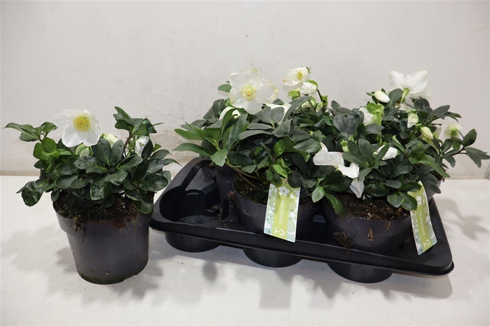 <h4>arr8 Hell Ni Chr Carol</h4>