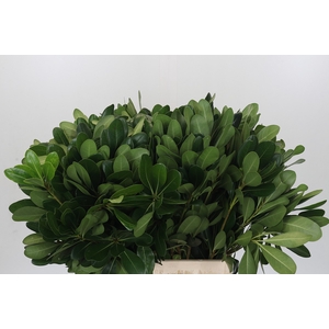 Pittosporum Nurit
