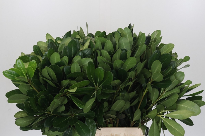 <h4>Pittosporum Nurit</h4>