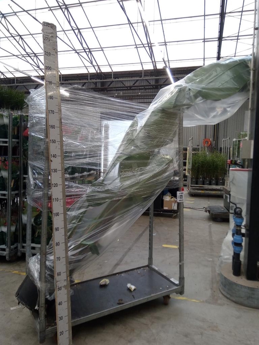 <h4>Strelitzia nicolai</h4>