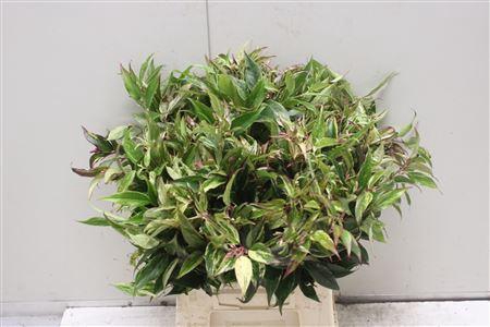 <h4>Deco Gr Leucothoe Walteri L 50</h4>