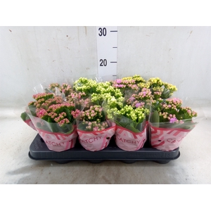 Kalanchoe blos.   ..rosebud mix  5