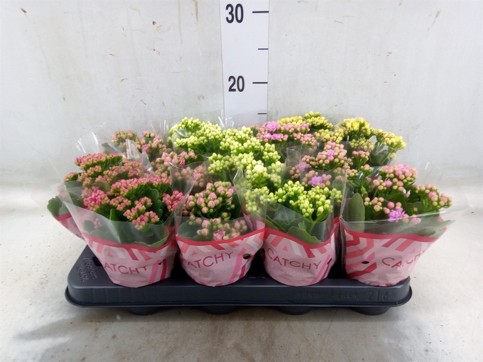 <h4>Kalanchoe blos.   ..rosebud mix  5</h4>