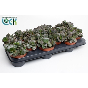 Adromischus cooperi