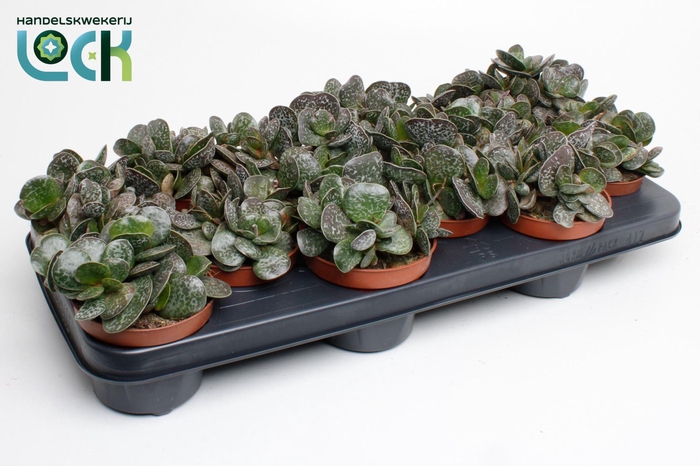 <h4>Adromischus cooperi</h4>