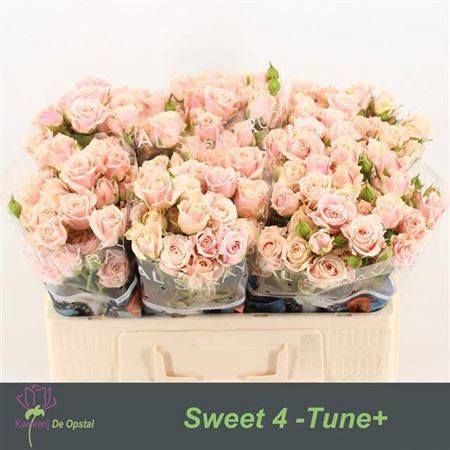 <h4>R Tr Sweet 4 Tune+</h4>