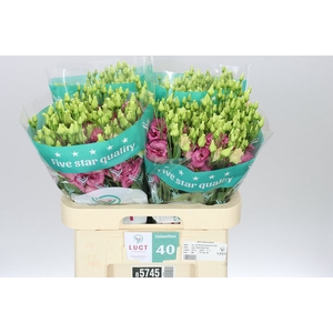 Eust Du Alissa Rose Pink