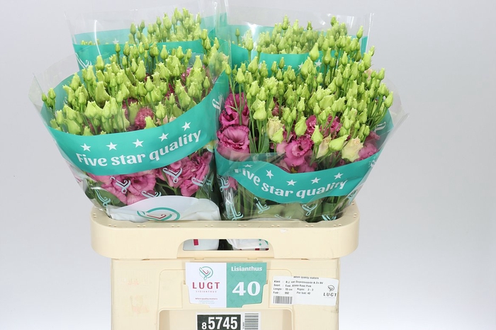 <h4>Eust Du Alissa Rose Pink</h4>