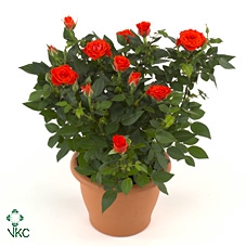 Rosa Kordana Calibra (Oranje)