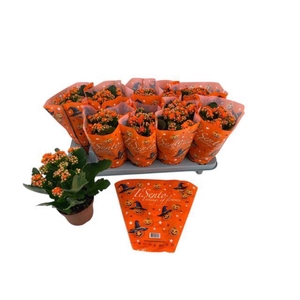 .Kalanchoe blossfeldiana gevuld perfecta orange