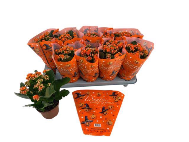 <h4>.Kalanchoe blossfeldiana gevuld perfecta orange</h4>