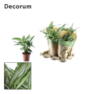 Aglaonema gemengd in krafthoes Feel Green (Decorum)