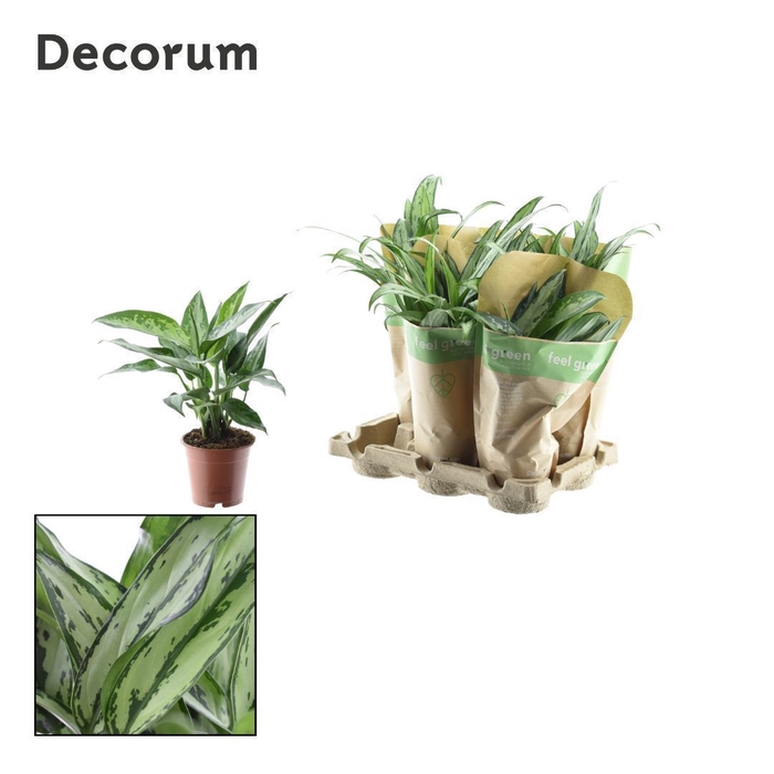 <h4>Aglaonema gemengd in krafthoes Feel Green (Decorum)</h4>