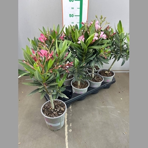 OLEANDER OP STAM
