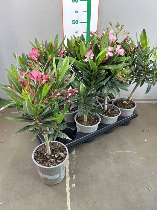 <h4>OLEANDER OP STAM</h4>
