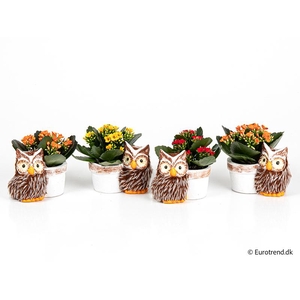 KALANCHOE BLOSSF P6 E 4676