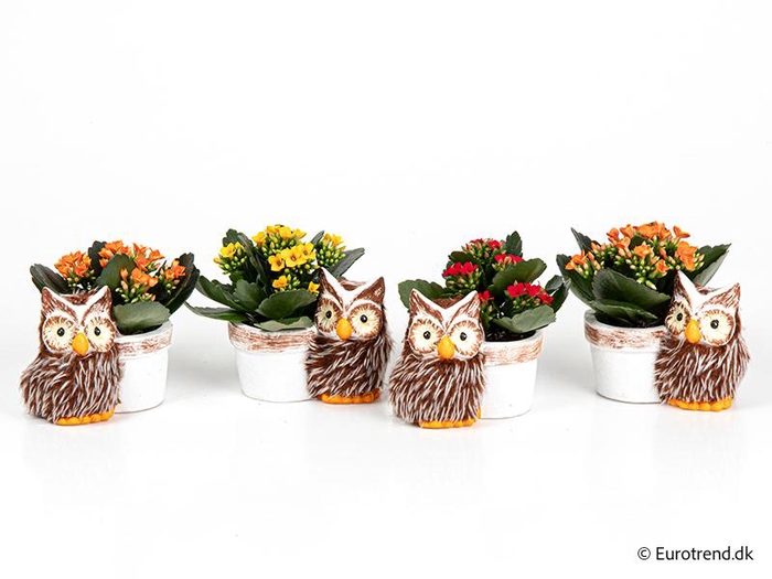 <h4>KALANCHOE BLOSSF P6 E 4676</h4>