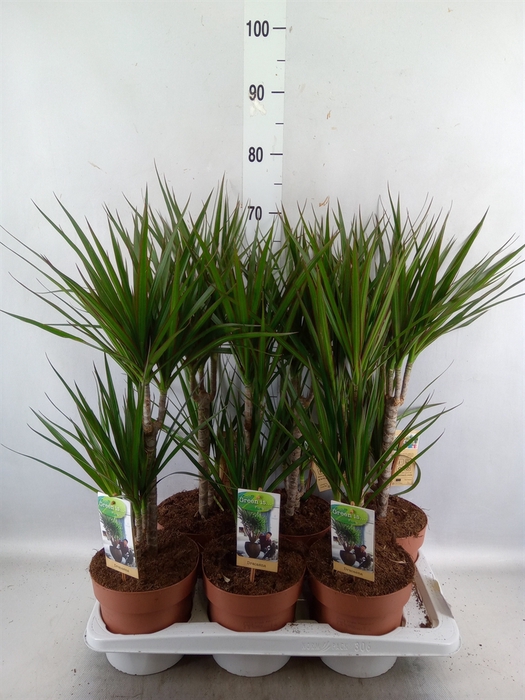 <h4>Dracaena marg.</h4>