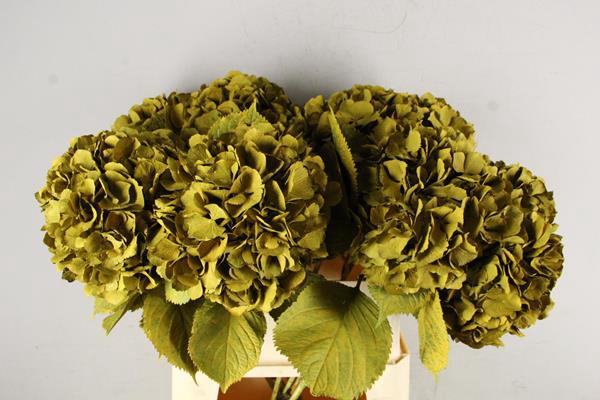 <h4>Hydrangea Mustard Yellow</h4>