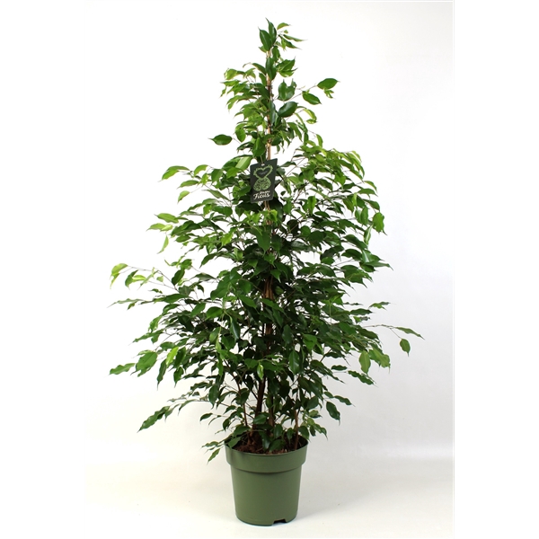 <h4>FICUS benjamina Exotica</h4>
