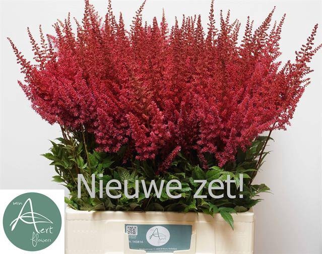 <h4>Astilbe Paul Gaarder Aert</h4>
