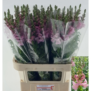 Antir Toul Lavender