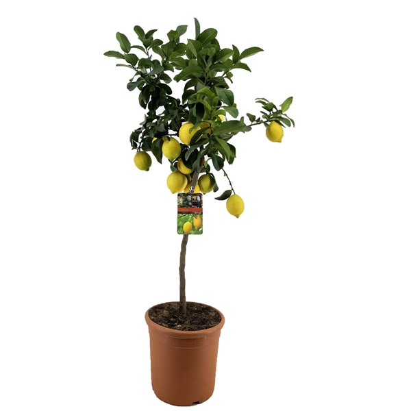 <h4>Citrus lemon</h4>