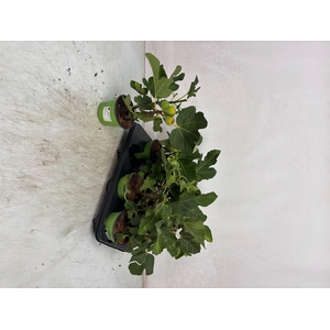 FICUS CARICA