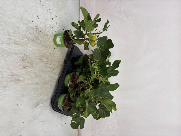 <h4>FICUS CARICA</h4>