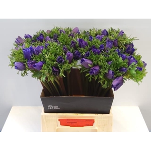 ANEM CO M L BLUE