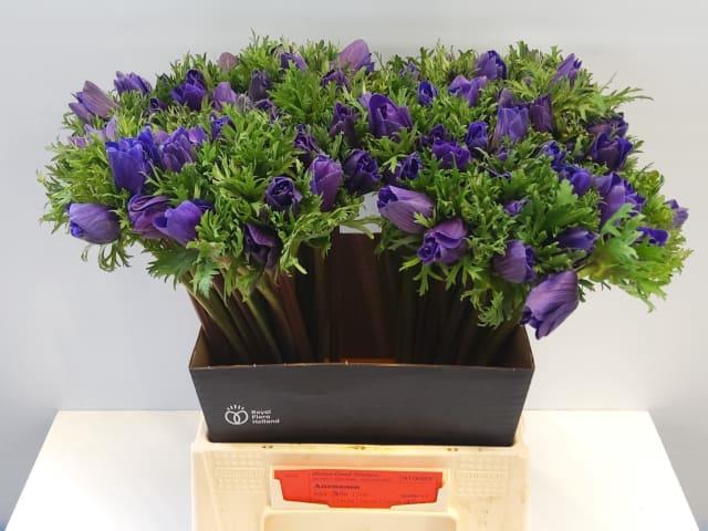 ANEM CO M L BLUE
