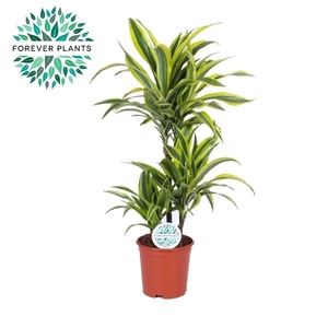 Dracaena Lemon Lime p21, 45+15+10