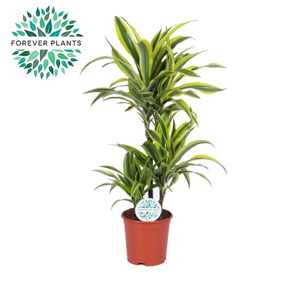 <h4>Dracaena Lemon Lime p21, 45+15+10</h4>