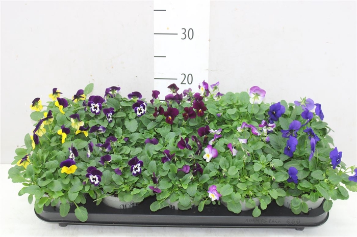 <h4>Viola Cornuta Gemengd</h4>