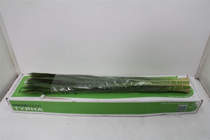 <h4>Typha Lang (p. Bos)</h4>