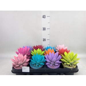 Echeveria  'Miranda'