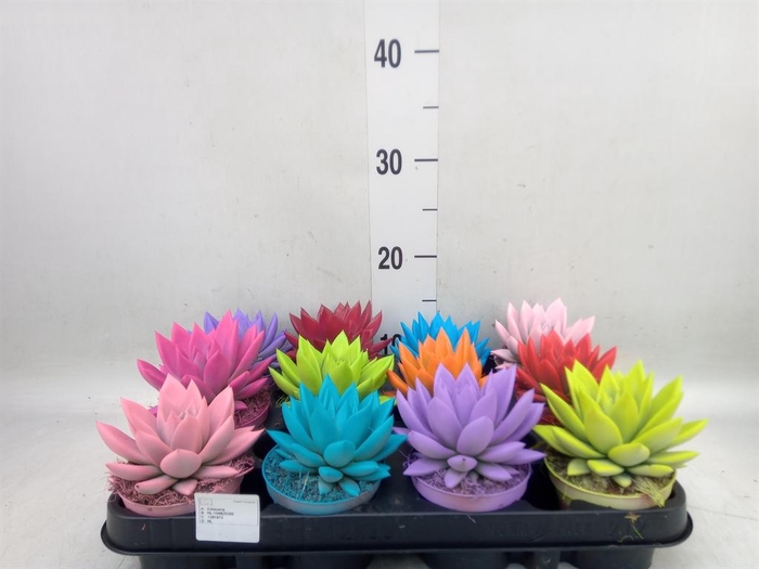 <h4>Echeveria  'Miranda'</h4>
