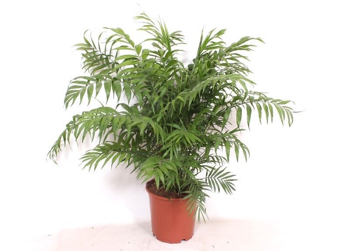 <h4>Chamaedorea elegans</h4>