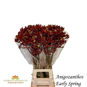 Anigozanthos Early Spring