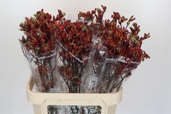 <h4>ANIGOZ EARLY SPRING</h4>