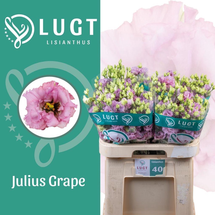 <h4>Lisianthus do julius grape</h4>