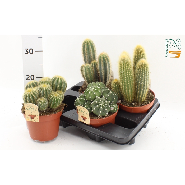 <h4>CACTUS GEM</h4>