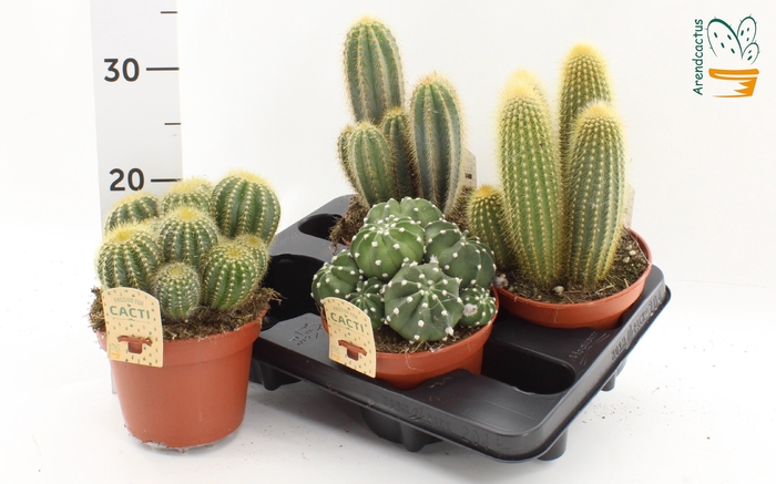 CACTUS GEM