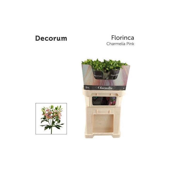<h4>Alstr Fl Charmelia Pink</h4>